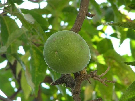 Wooly Leaved Sapote (Casimiroa Tetrameria) – veliyathgardens