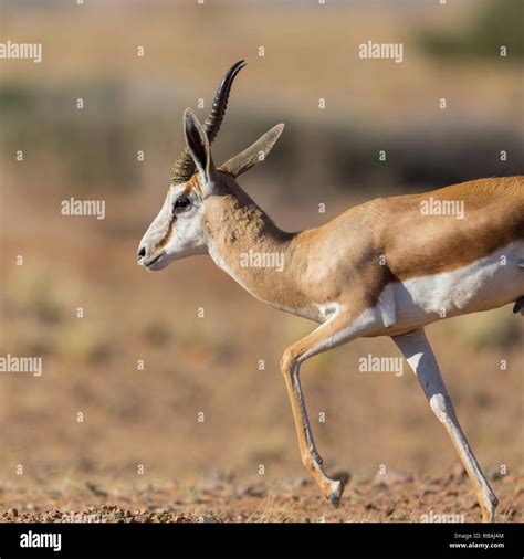 Image result for Springbok Running