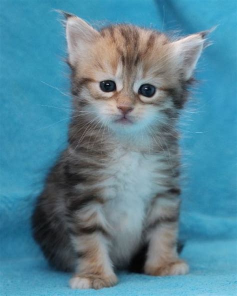 Katzen Kleinanzeigen | Katzen Annoncen | Katzen Inserate | Katzen ...