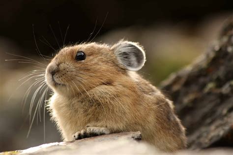 Discover How and When Half Dome in Yosemite Was Formed - A-Z Animals