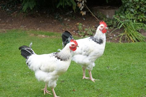 light sussex chicken