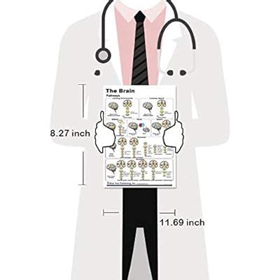 Blue Tree Publishing Brain Pathways and Cranial Nerves Support Card ...