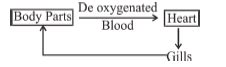 The following schematic representation shows the circulatory system of