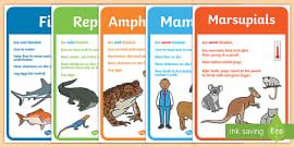 Animal Groups Posters with Photos - Types of Animals