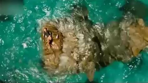 女子潜水被鲨鱼咬伤后遭网暴最新素材