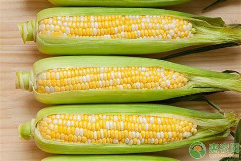 玉米（农作物） - 搜狗百科