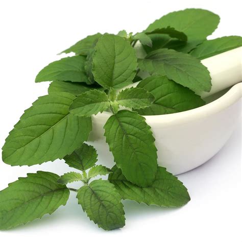 Tri-Leaf Rosemary Winter Hair Oil