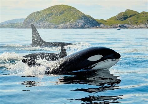 Killer Whale (Orca) - Key Facts & Fun Info | Ontales