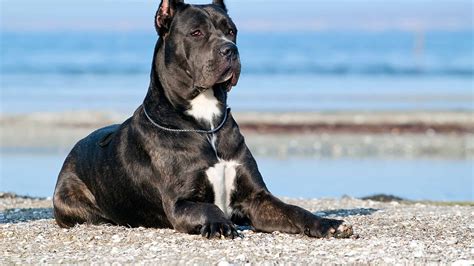 Cane Corso Cost 的图像结果