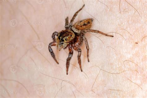 Adanson House Jumping Spider 3779874 Stock Photo at Vecteezy