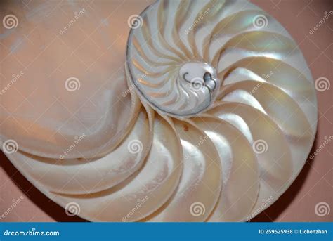 Image result for Shell Inside