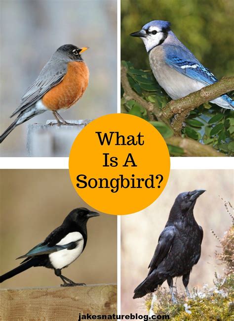 What Are Songbirds? A Guide to Understanding and Appreciating These ...