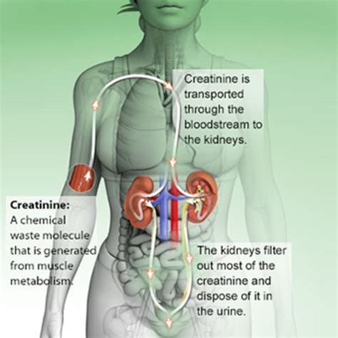 High Levels of Creatinine in your blood | HubPages