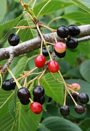 Image result for Insertion Sort Algorithm Benefits