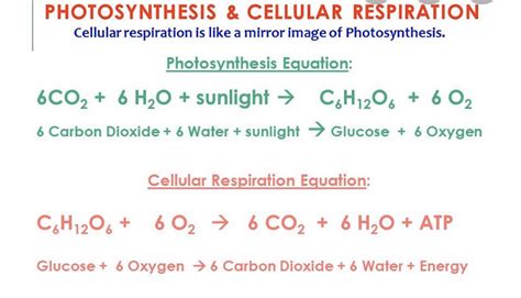 Cellular Respiration Equations