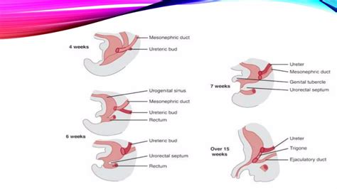 Development of Urinary Bladder | PPTX