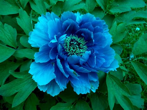 Download Blue Flower Green Leaf Nature Flower Wallpaper