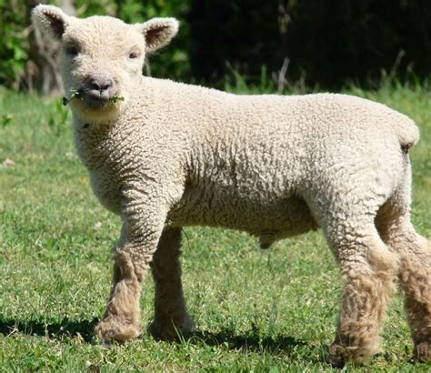 babydoll sheep | Livestock, Sheep breeds, Sheep