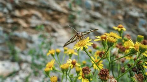 15+ Introduction Jokes - Worst Jokes Ever