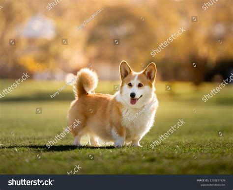 Corgi With Tail