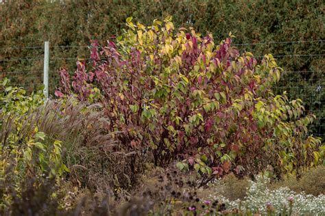 Dogwood Pictures - National Garden Bureau - Shrubs for All Seasons