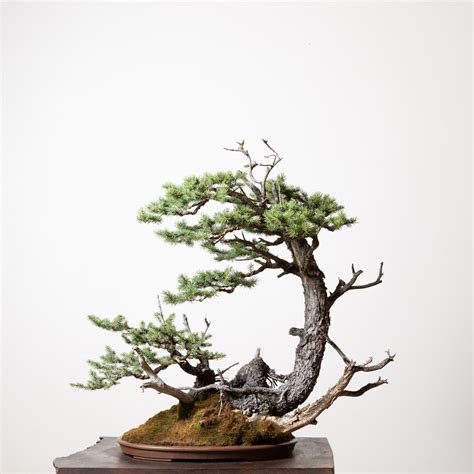 Blue Spruce Bonsai Guide | Bonsai Mirai