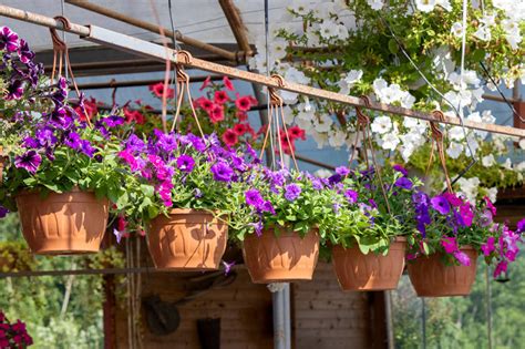 8 Best & Easy to Grow Flowers in India for Beginners