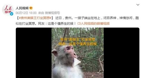 贵州“美猴王”打坐冥想，网友：这是个懂养生的猴_凤凰网