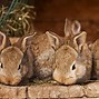 Image result for Mother Rabbit with Babies