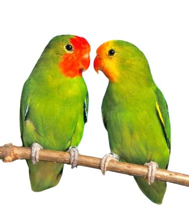 Zucht Paare - agapornis.farm