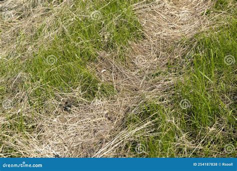 Drying of Grass for Obtaining and Storing Hay Stock Photo - Image of haystack, harvesting: 254187838
