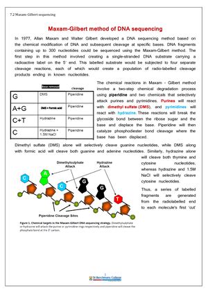 DNA Replication - Molecular Biology, Genomics, Proteomics and ...