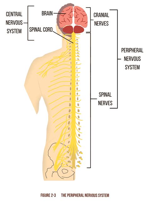 Image result for NASM Study Guide