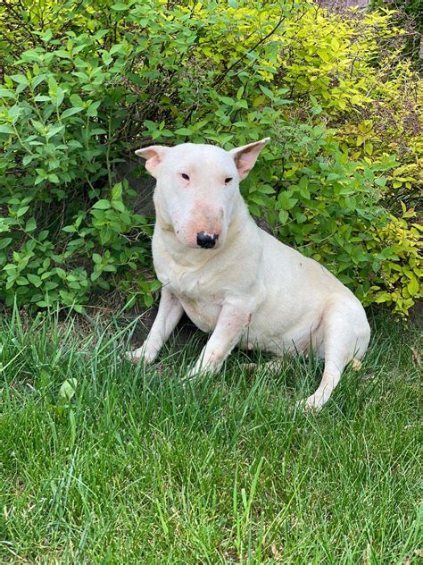 (Rehomed) Bella - 10 month old female Bull Terrier available for adoption