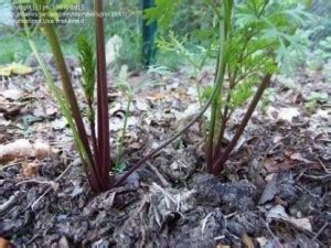 ORETIC CARROT Seed Seed Price in India - Buy ORETIC CARROT Seed Seed ...