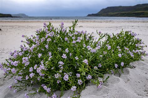 Natural World 的图像结果