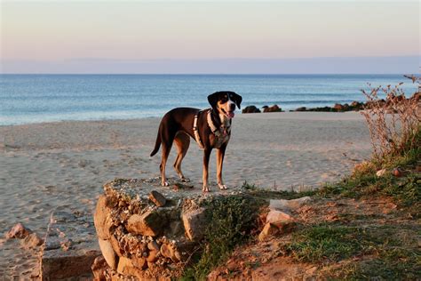 Can Dogs Eat Quesadillas? (And Why or Why Not!) - Born For Pets