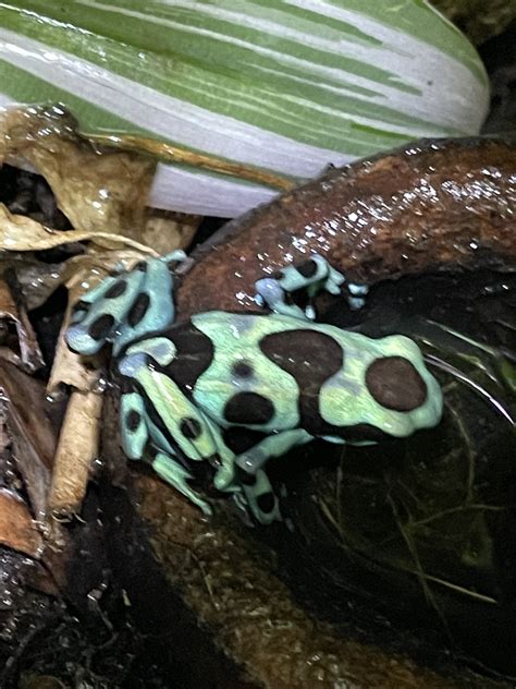 help! Dehydrated/burned frog | Dendroboard