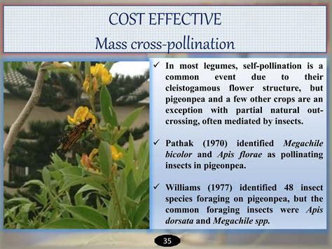 Hybrid seed production of pigeonpea | PPTX