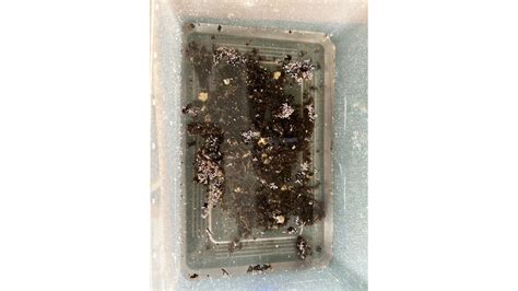 Image result for SpringTails On Humans