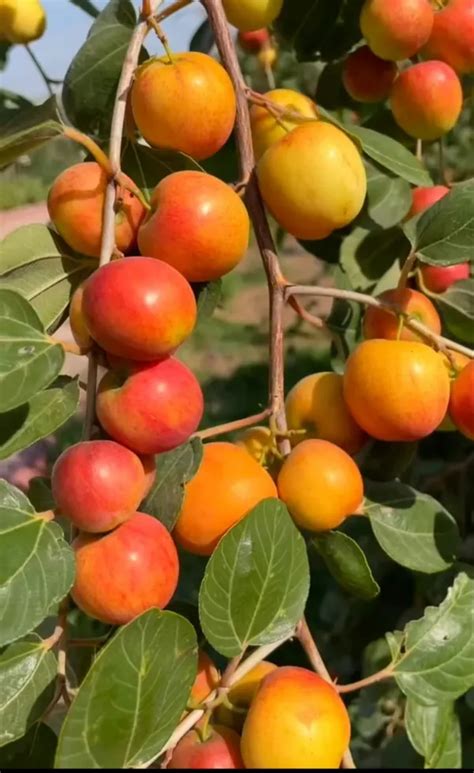 Grafted World Kashmiri Apple Ber | Grafted and Hybrid Plants Price in ...