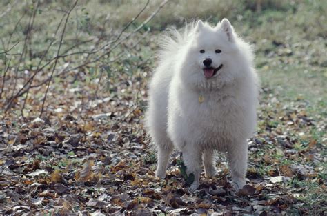What Breed Is The Big White Fluffy Dog