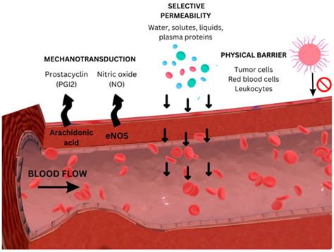 Insights into the Molecular Mechanism of Endothelial Glycocalyx ...