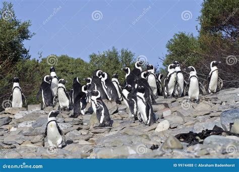 The African Penguins on Robben Island Cape Town Stock Photo - Image of ocean, tourism: 9974488