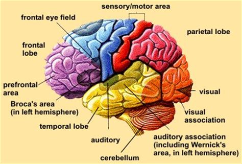 Kuvatulokset haulle what is brain