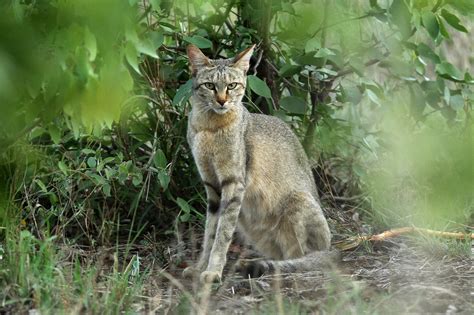 Felis lybica cafra ♀ (Southern African Wildcat) - South Africa | Wild ...