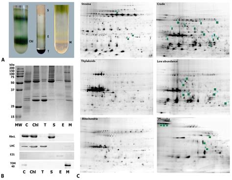 Proteomics Evidence of a Systemic Response to Desiccation in the ...