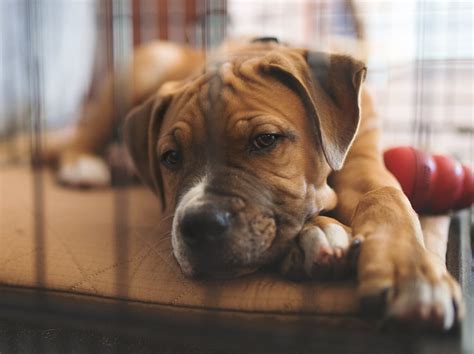 Dogs First Hour Home 的图像结果