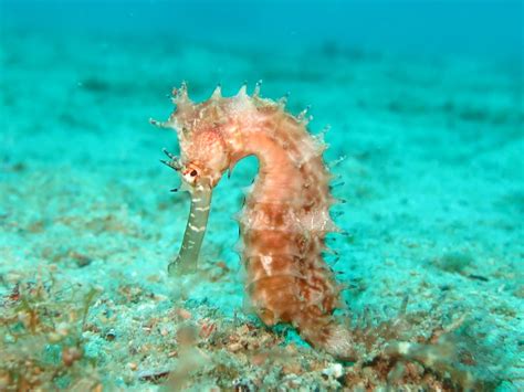 What Animals Eat Seahorses