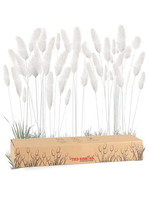 Buy | Set of 50 White Bunny Tails Dried Flowers Dried Pampas Grass ...